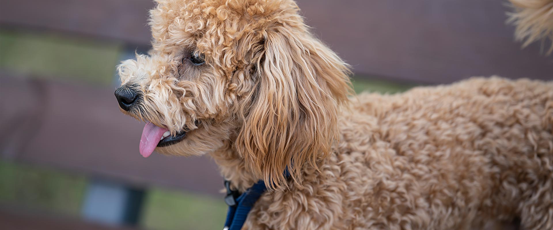 Pudel nach dem Friseurbesuch