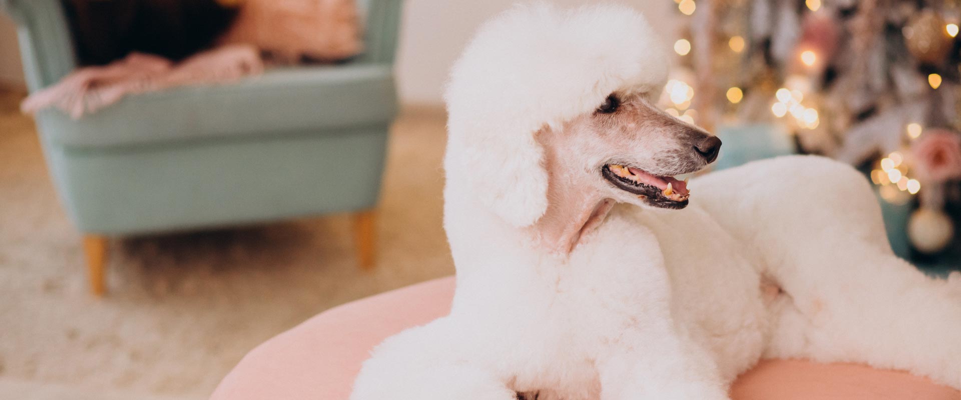 Pudel steht ruhig auf dem Tisch während der professionellen Fellpflege im Hundesalon