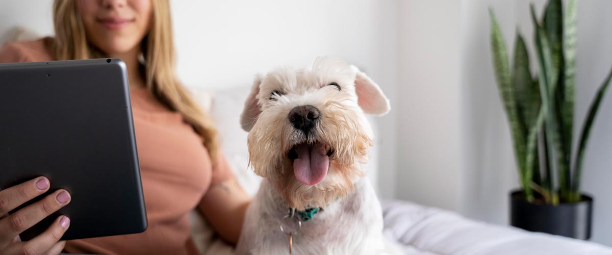 Glücklicher Hund mit Frauchen