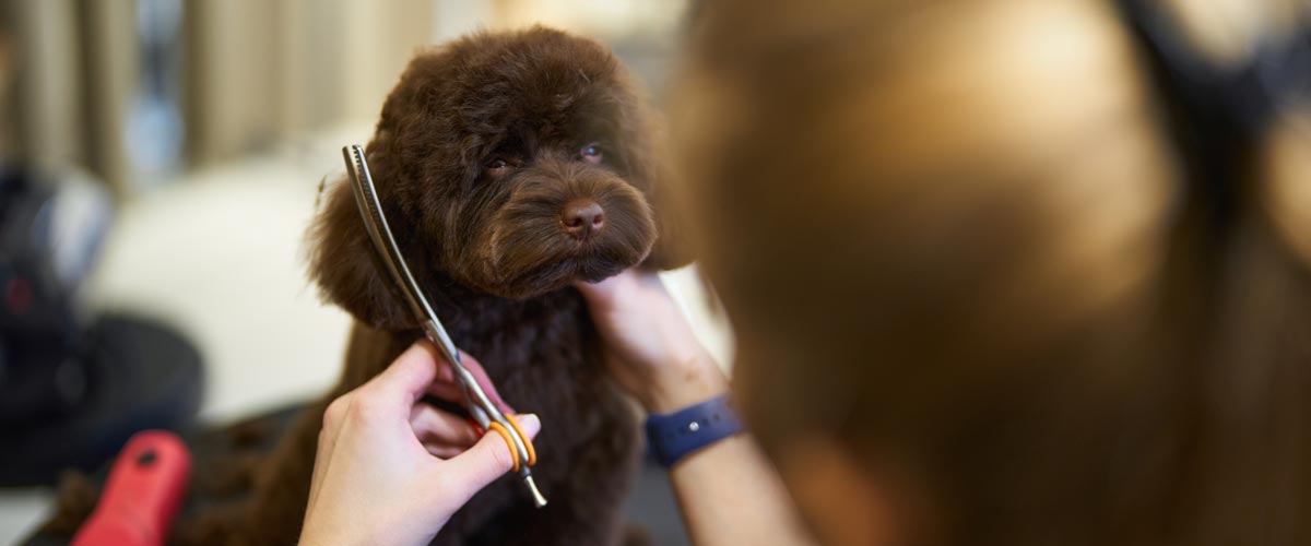 Hund wird frisiert beim Friseur