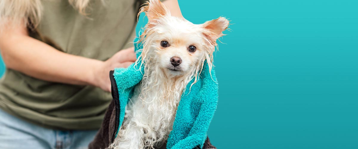 Nasser Hund wurde gebadet