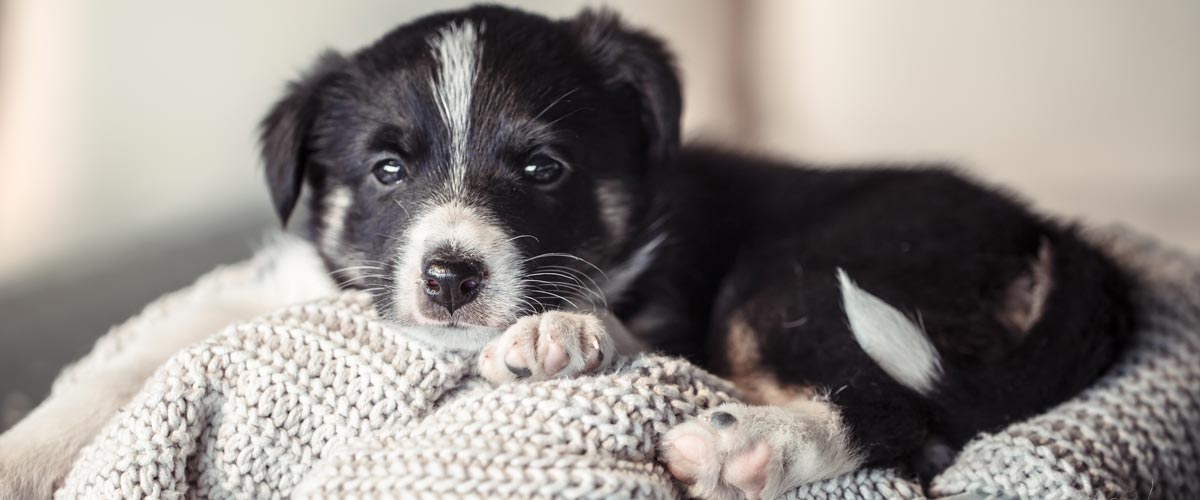 Welpe sammelt erste positive Erfahrungen bei der Pflege